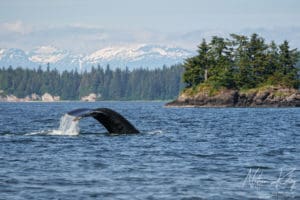 Alaska whales
