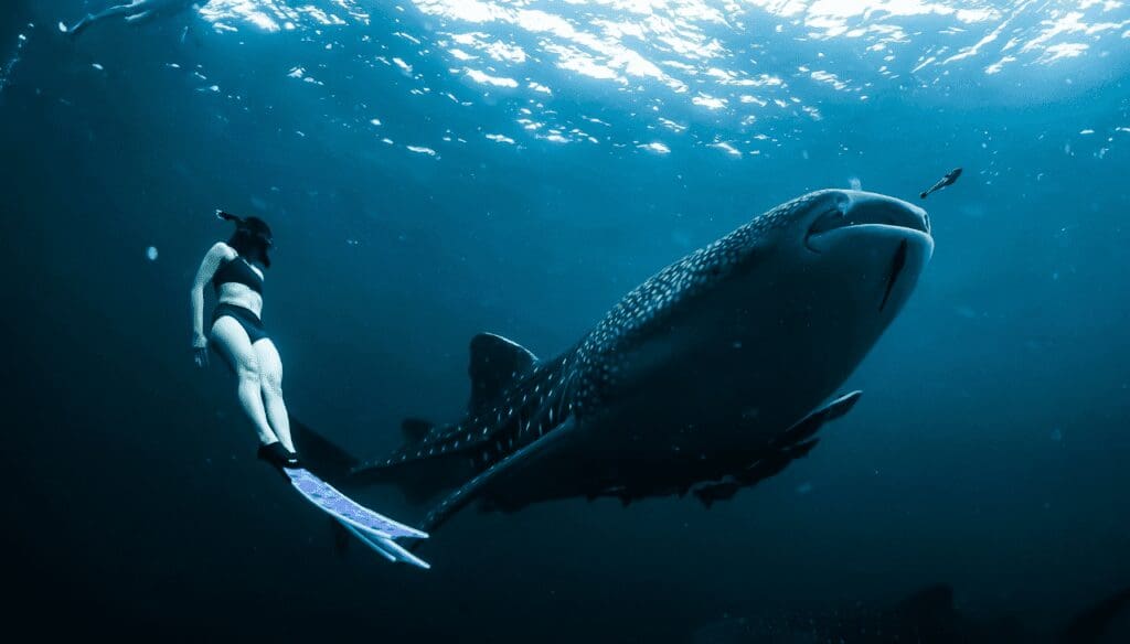 whale shark, adventure