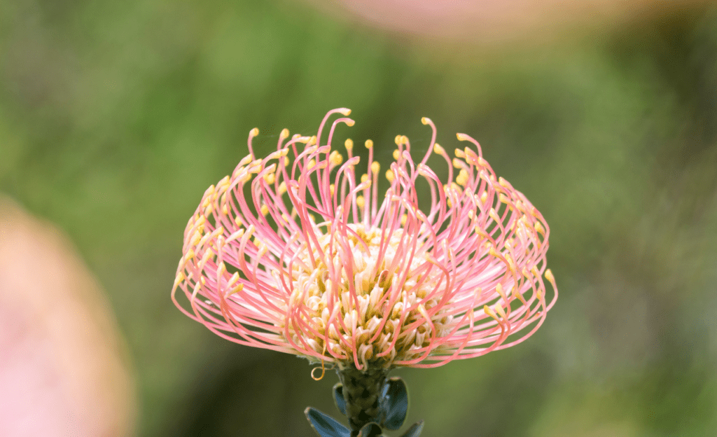 protea