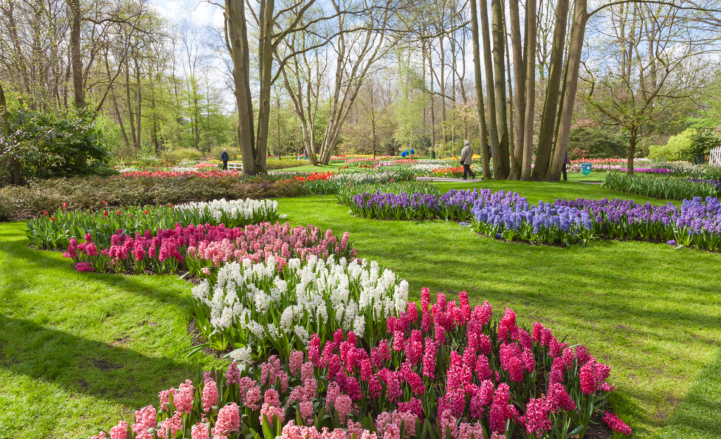 Keukenhof Gardens