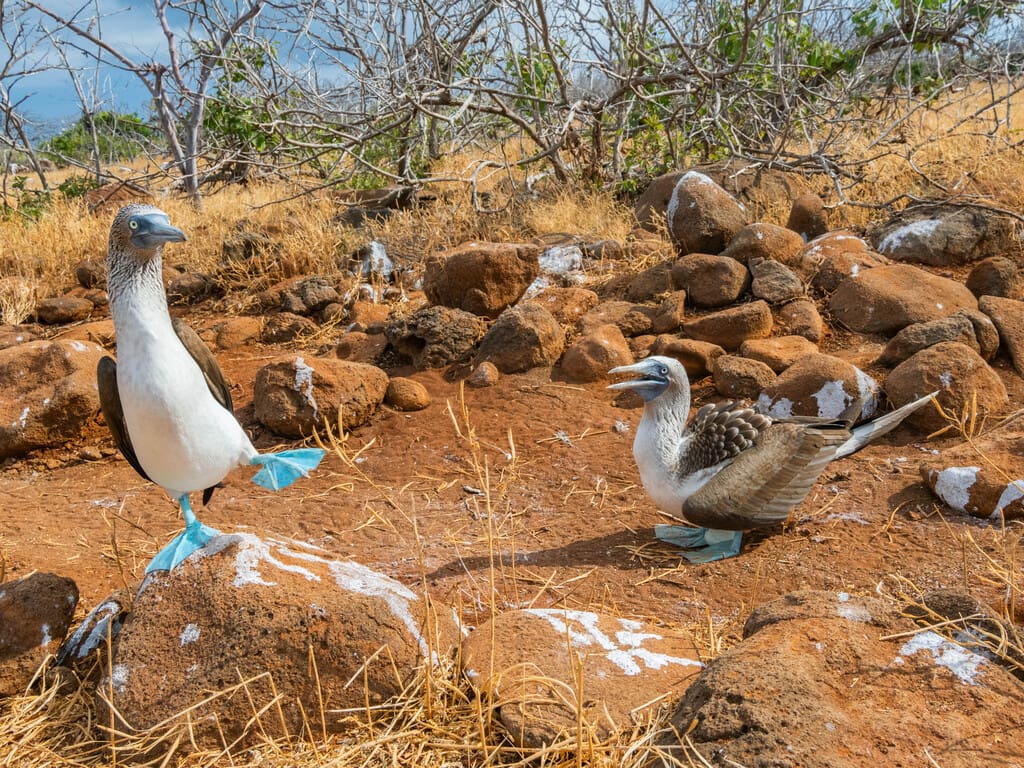 Galapagos blue footed boobies