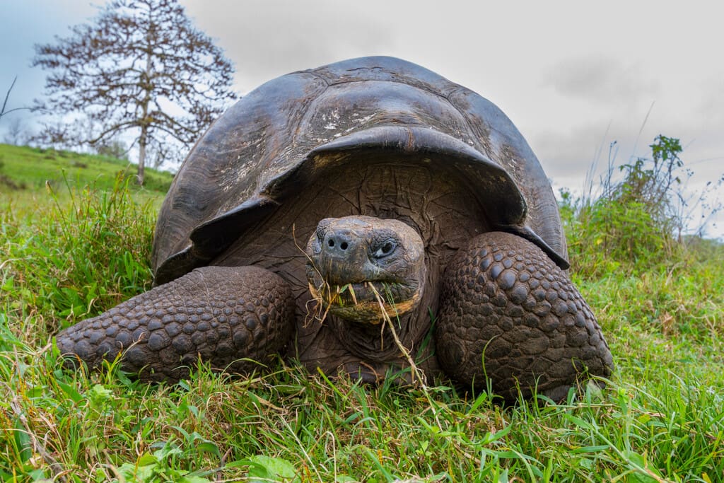 Galapagos giant tortoise