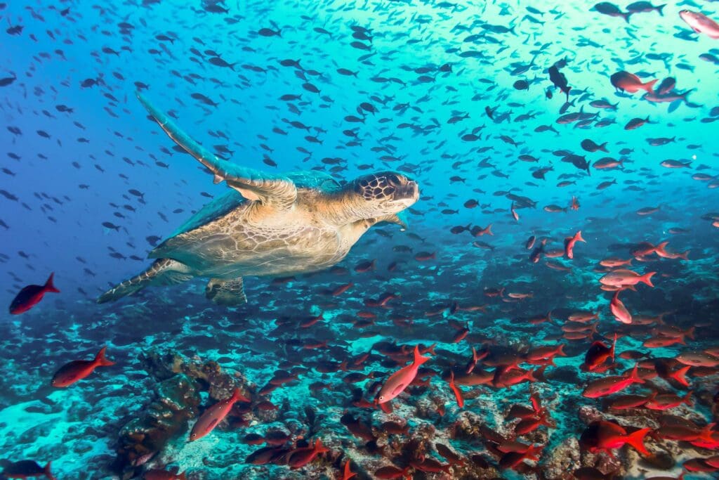 Galapagos