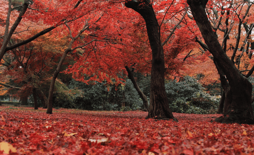 Japan in autumn