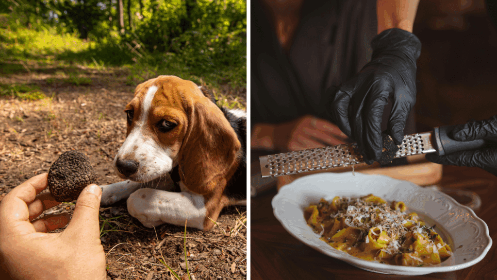 Luxury Culinary Festivals Around the World
