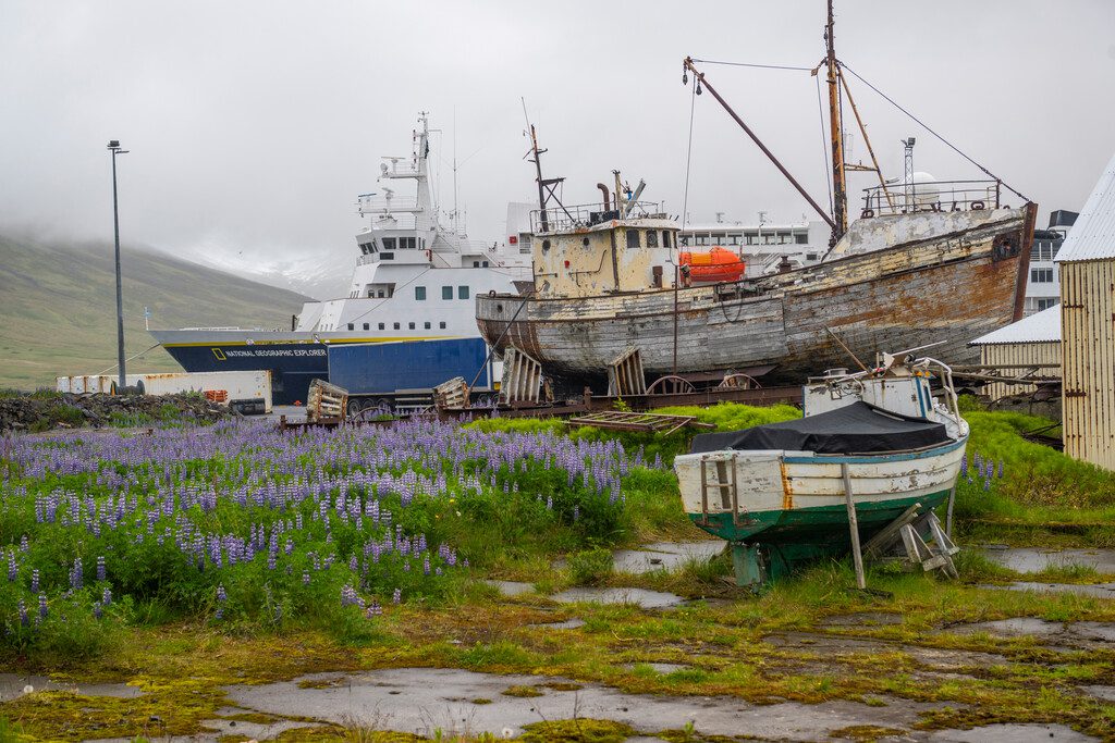 Iceland, lupines, boatyard